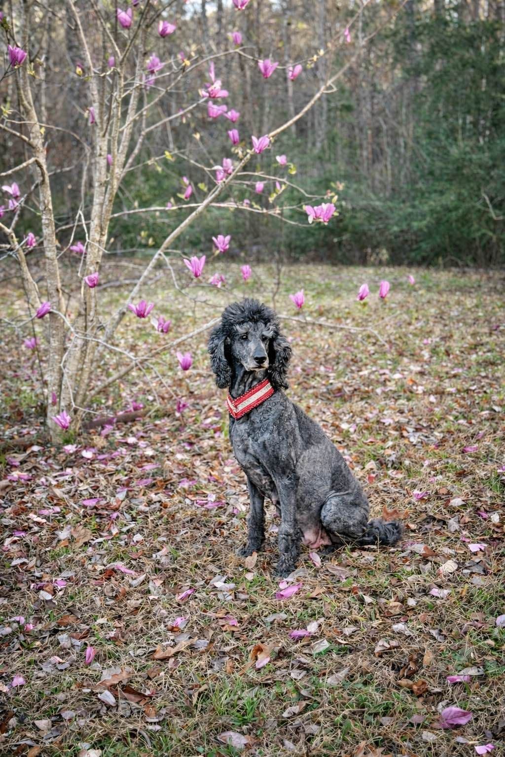 Silver Standard Poodle breeder image 4