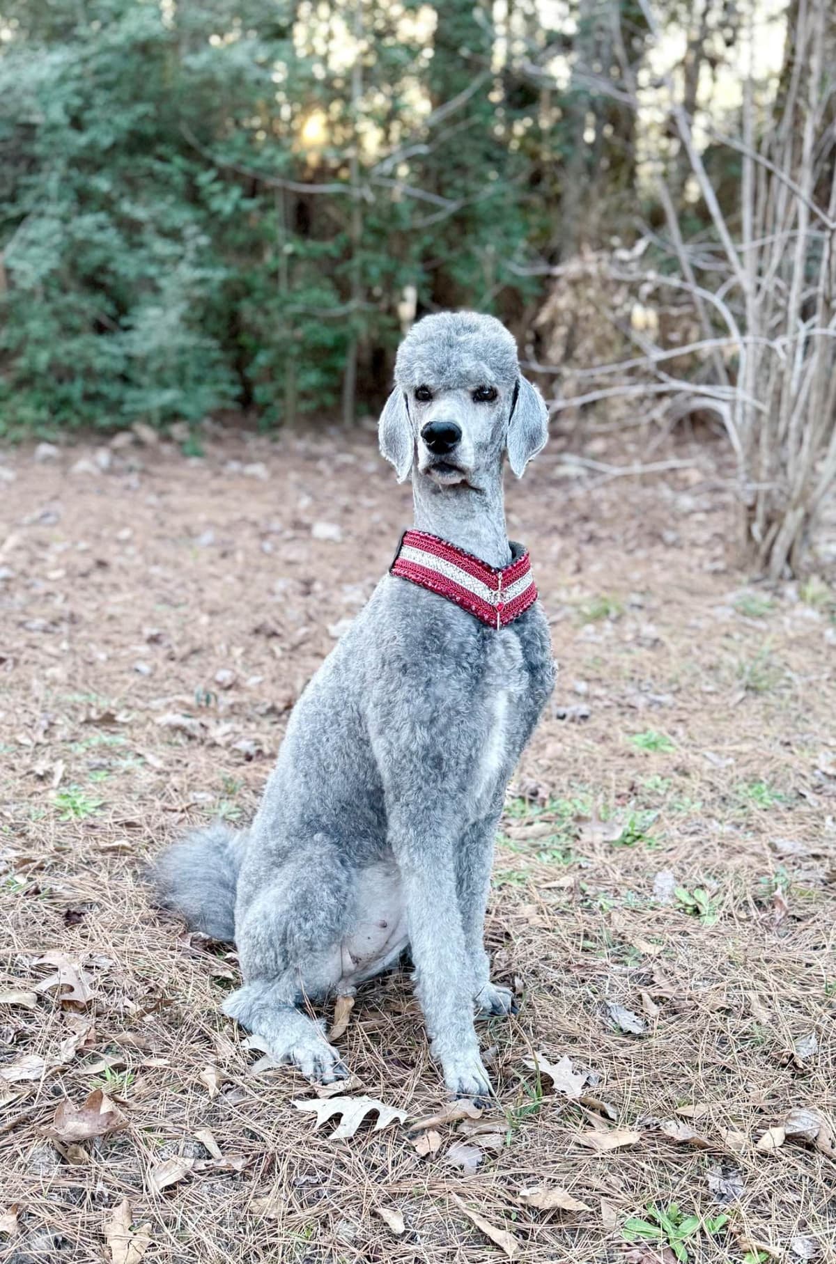 Silver Standard Poodle breeder image 5