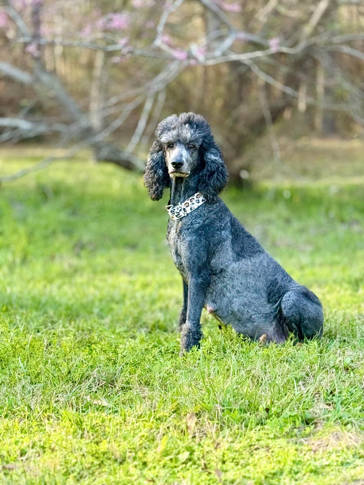 Silver Standard Poodle breeder image 7