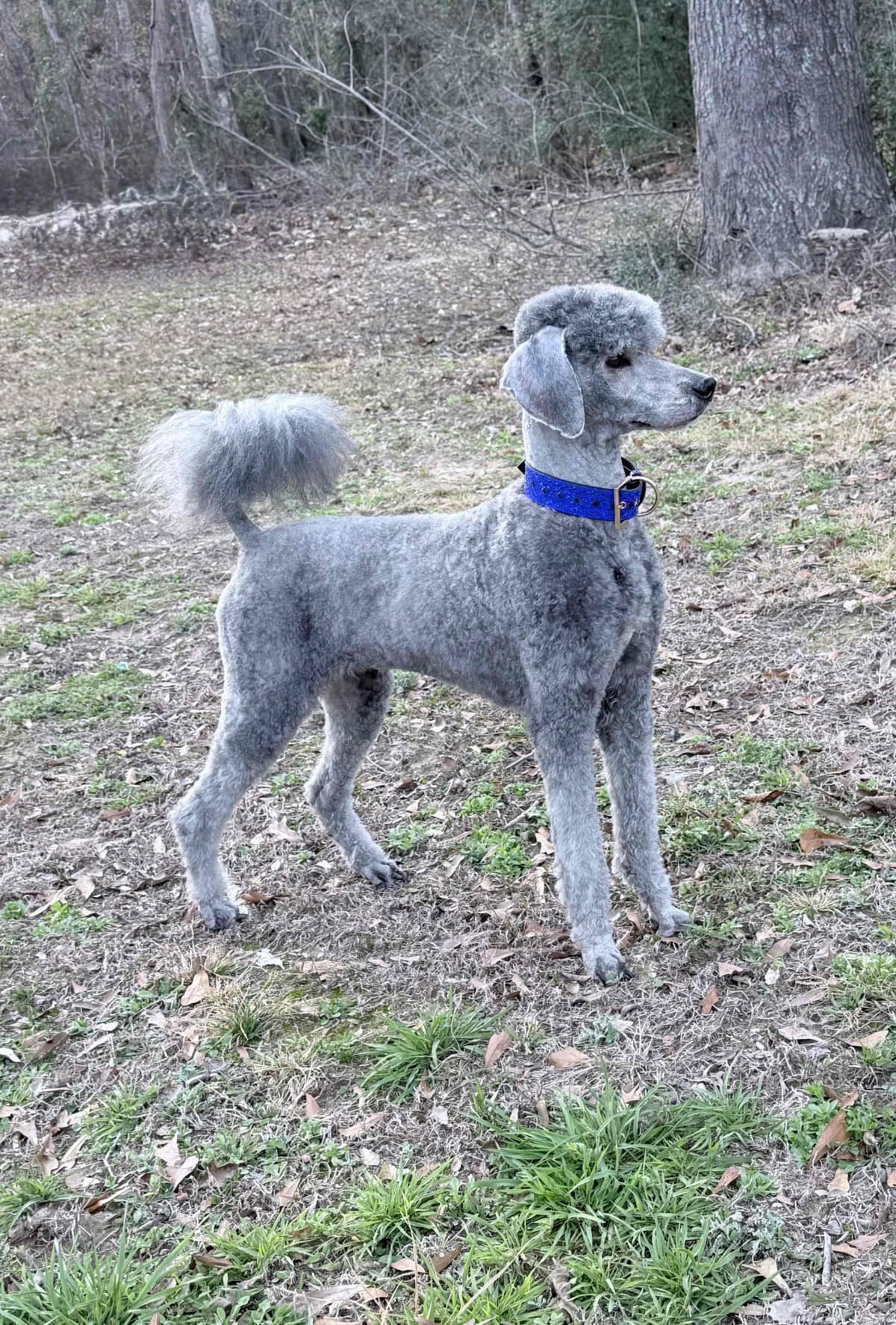 Silver Standard Poodle breeder image 10