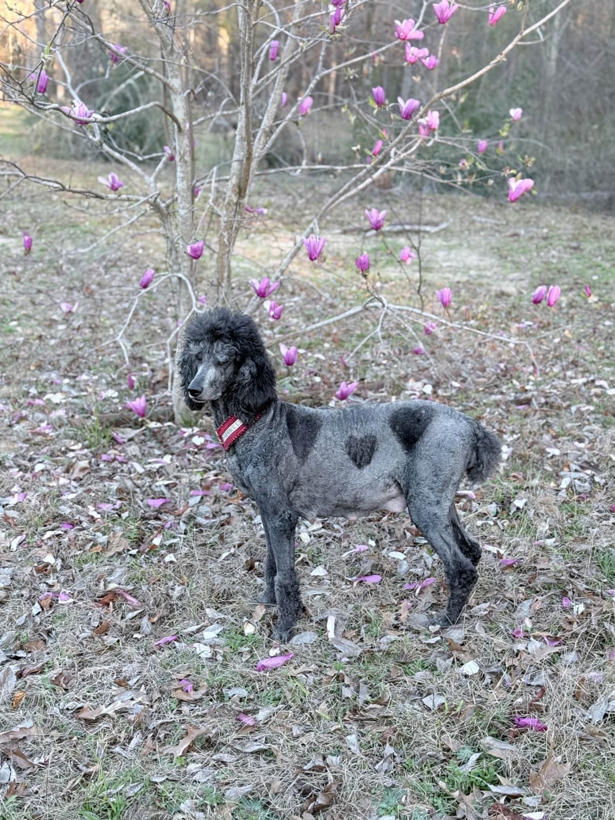 Silver Standard Poodle breeder image 11