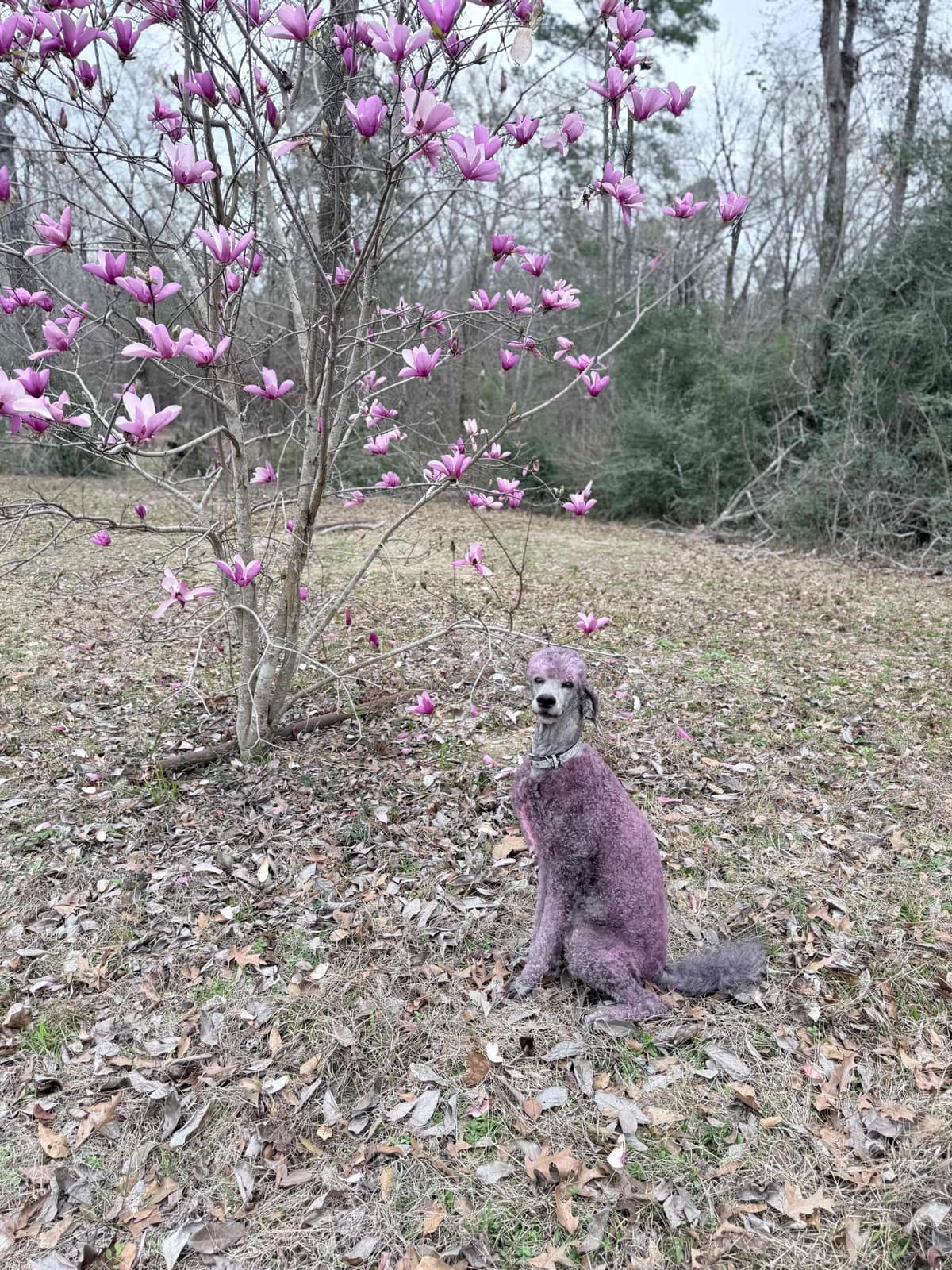 Silver Standard Poodle breeder image 12