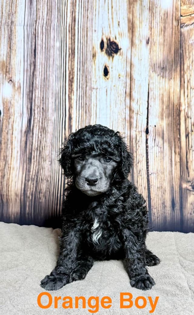 Silver Standard Poodle media 5