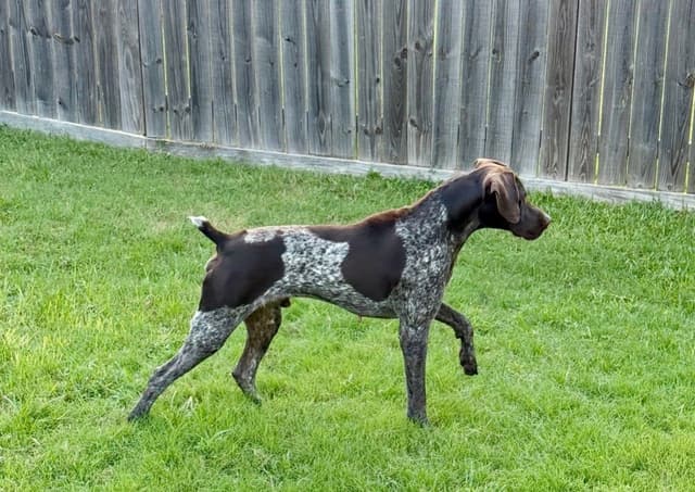 Liver German Shorthaired Pointer Puppies media 2