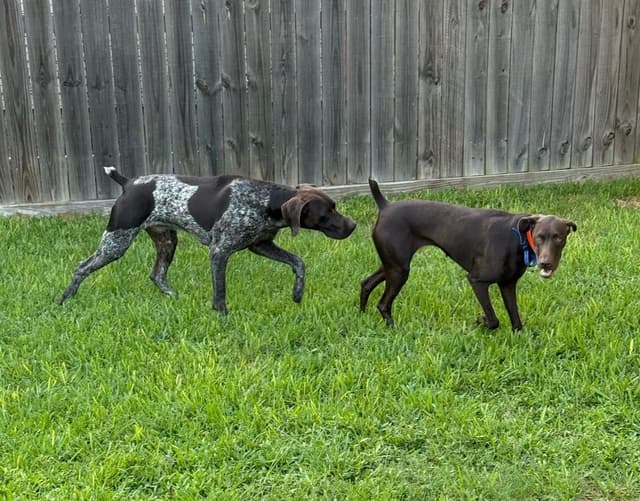 Liver German Shorthaired Pointer Puppies media 3