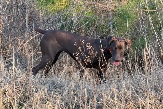 Liver German Shorthaired Pointer Puppies media 4