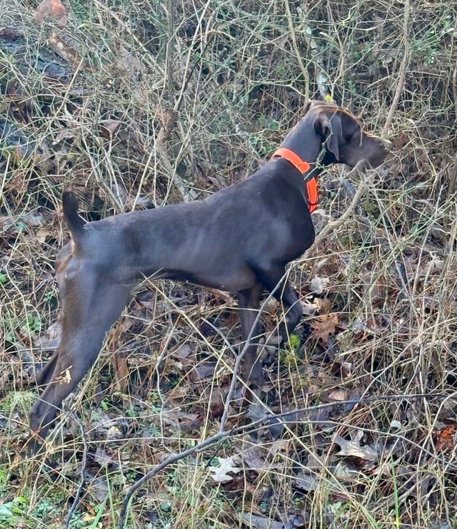 Liver German Shorthaired Pointer Puppies media 5