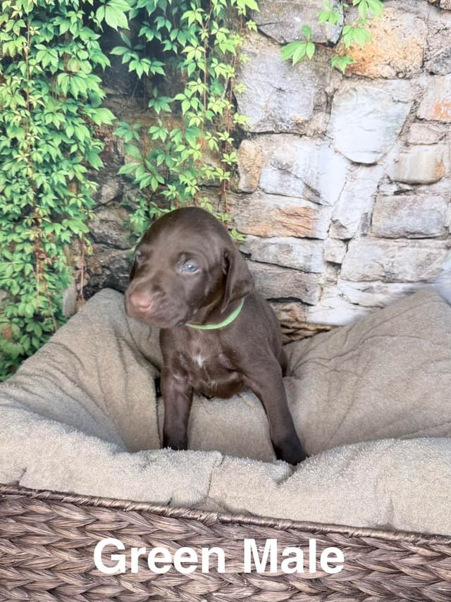Liver German Shorthaired Pointer Puppies media 6