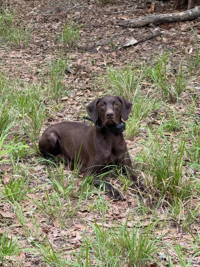 Liver German Shorthaired Pointer Puppies media 7