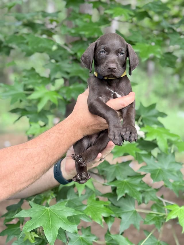 Liver German Shorthaired Pointer Puppies media 8