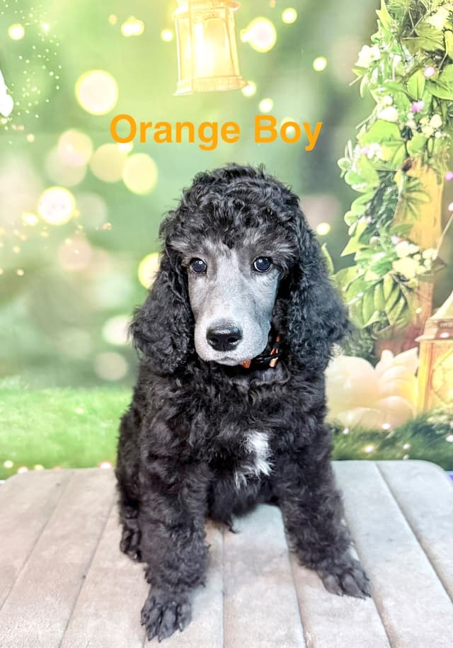 Silver Standard Poodle media 4