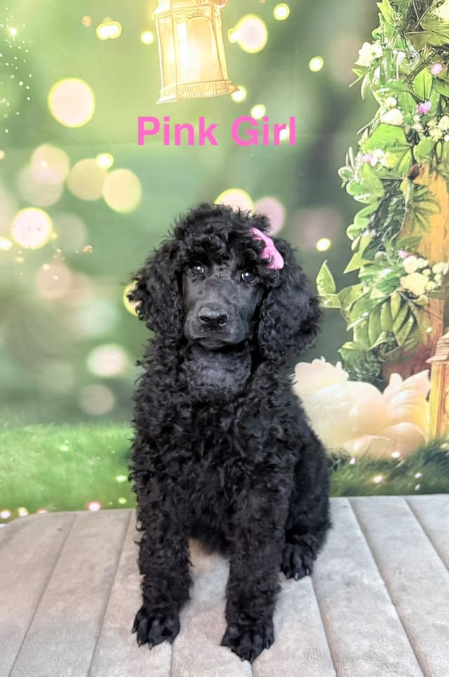 Blue Standard Poodle Puppies media 6