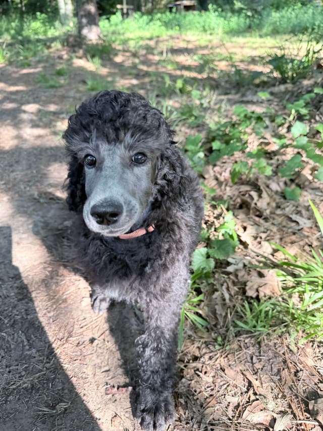 Silver Standard Poodle media 6