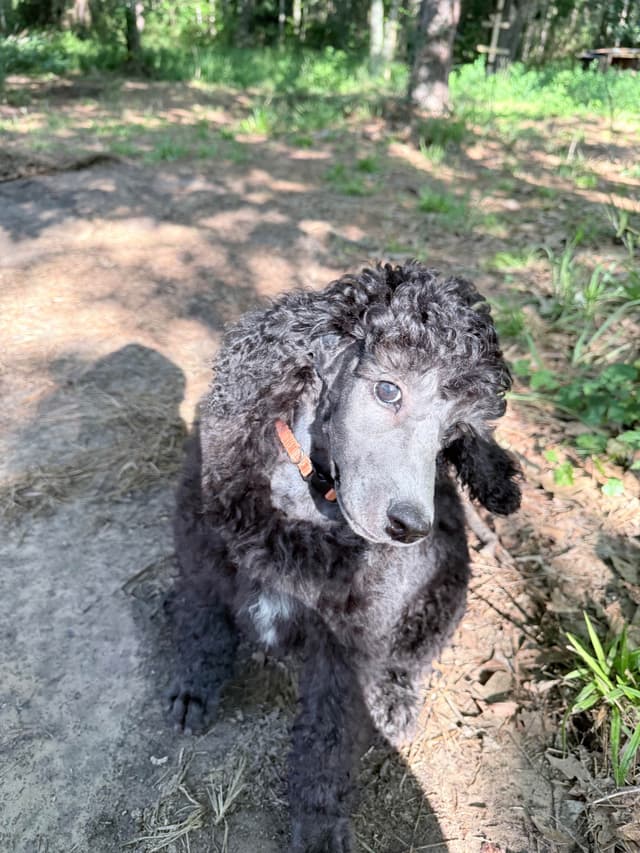 Silver Standard Poodle media 7