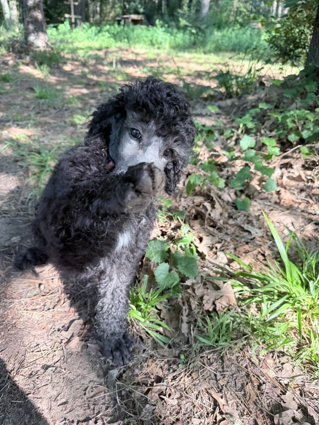 Silver Standard Poodle media 8