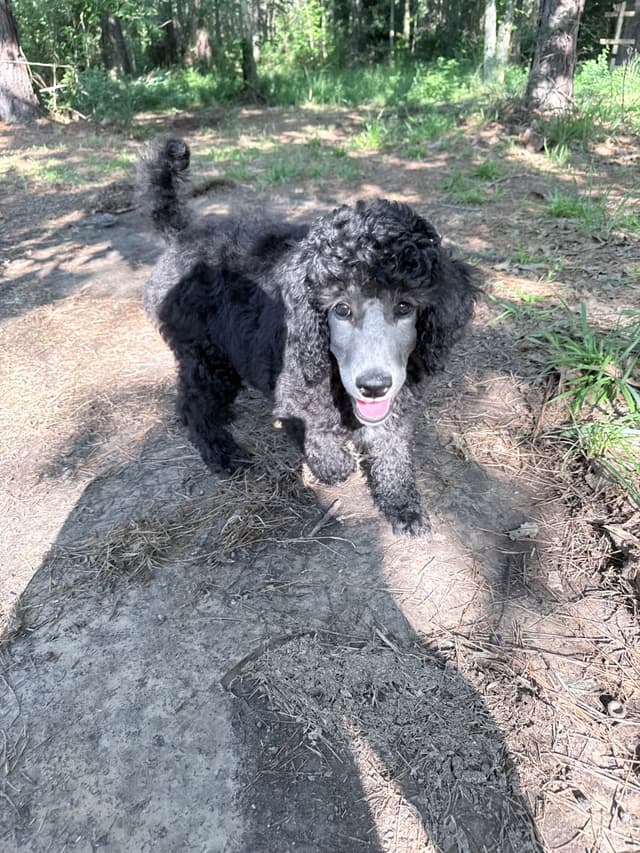 Silver Standard Poodle media 9