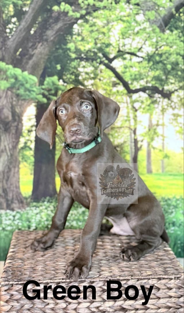 Liver German Shorthaired Pointer Puppies media 9
