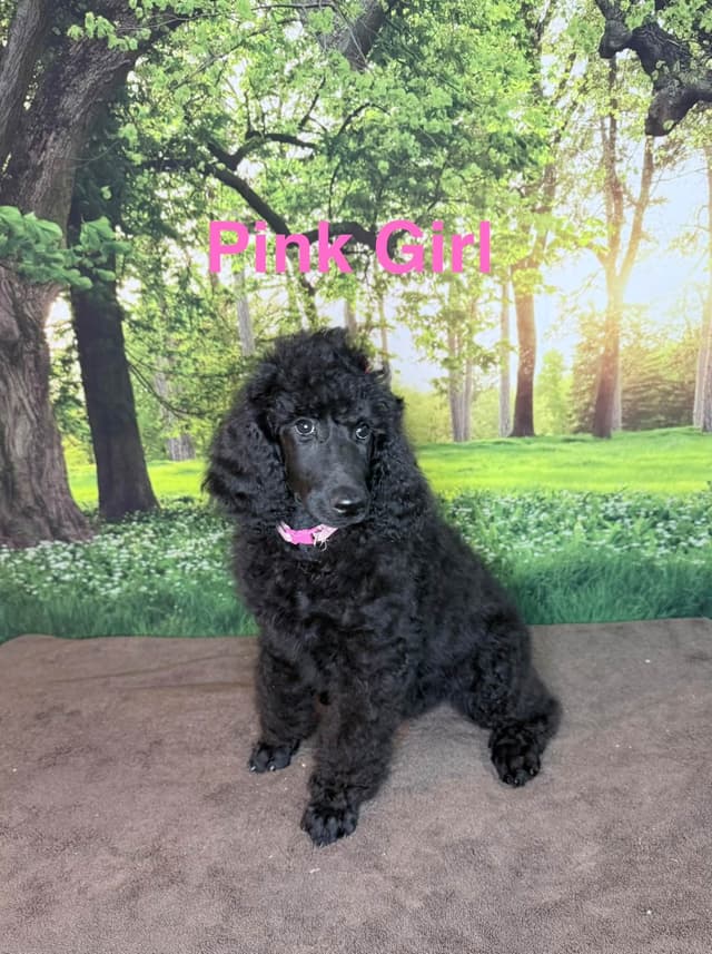 Blue Standard Poodle Puppies media 5