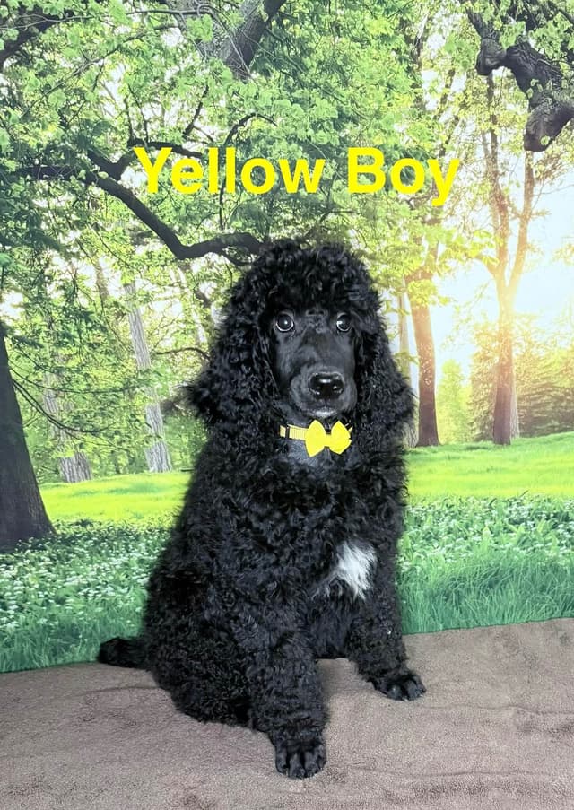 Blue Standard Poodle Puppies media 7