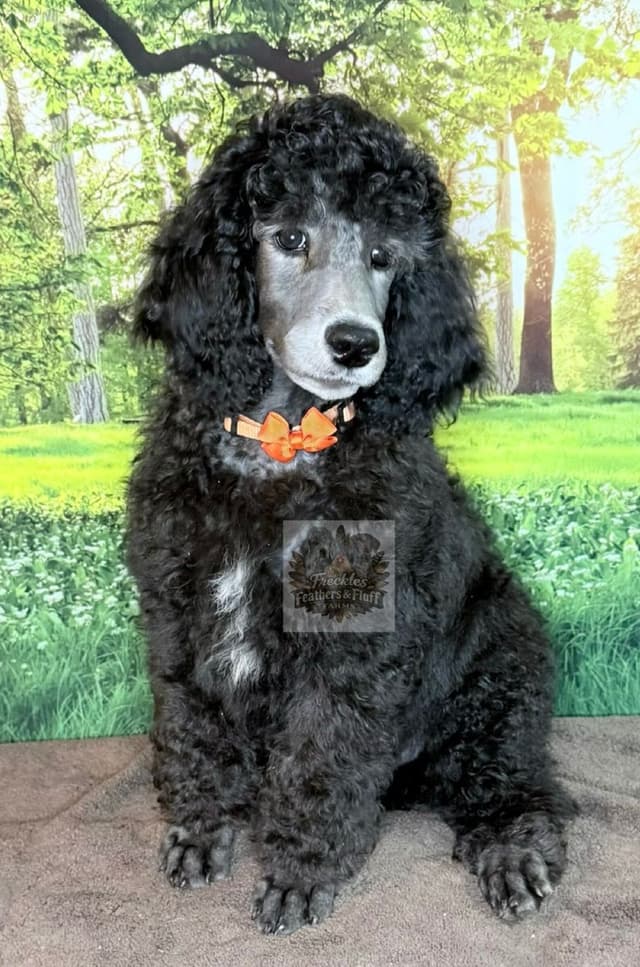 Silver Standard Poodle media 3