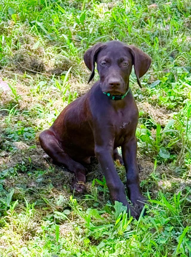 Liver German Shorthaired Pointer Puppies media 11