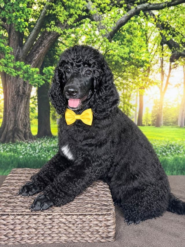 Blue Standard Poodle Puppies media 3