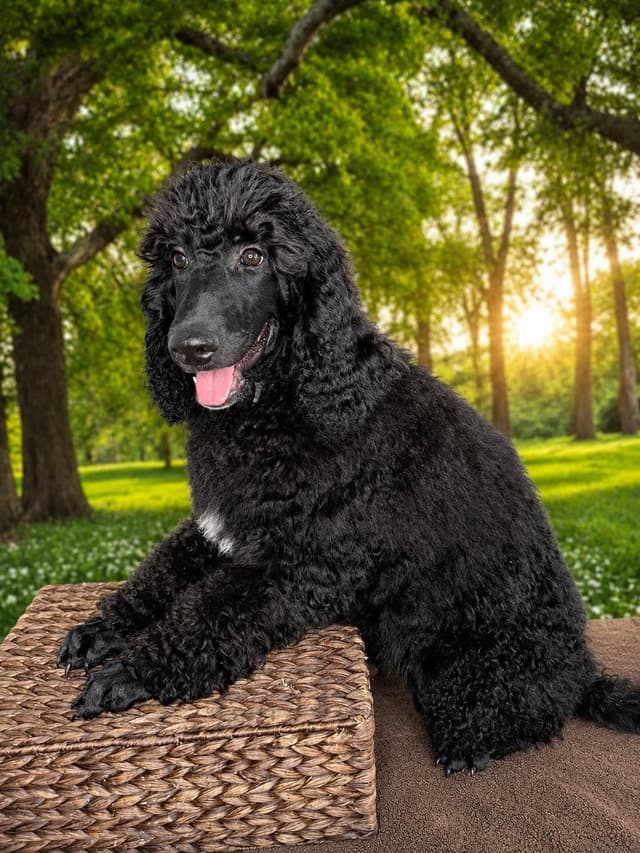 Blue Standard Poodle Puppies media 4