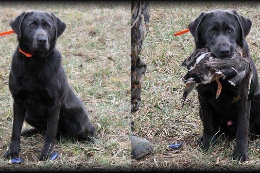 Labrador Retriever Puppies breeder image 4