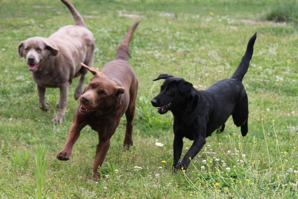 Labrador Retriever Puppies breeder image 3