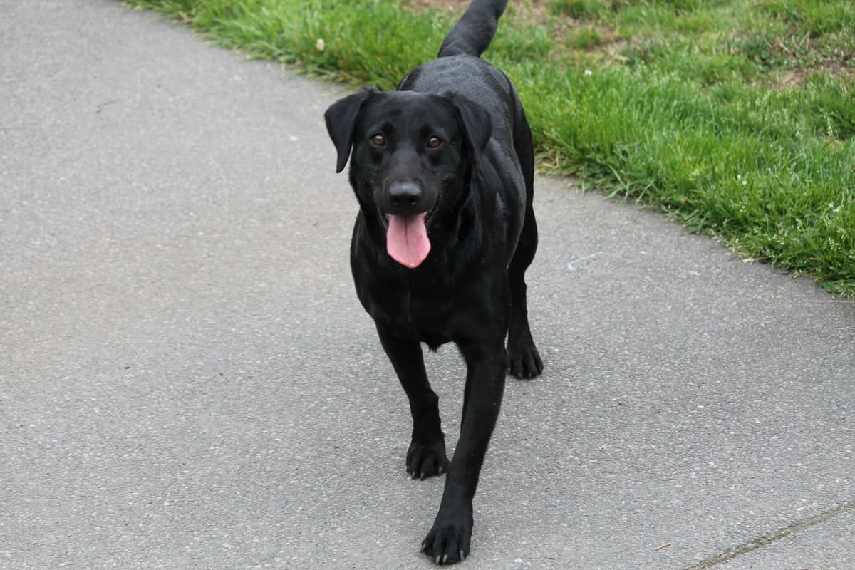Labrador Retriever Puppies breeder image 2