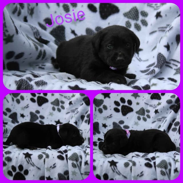 Labrador Retriever Puppies media 2