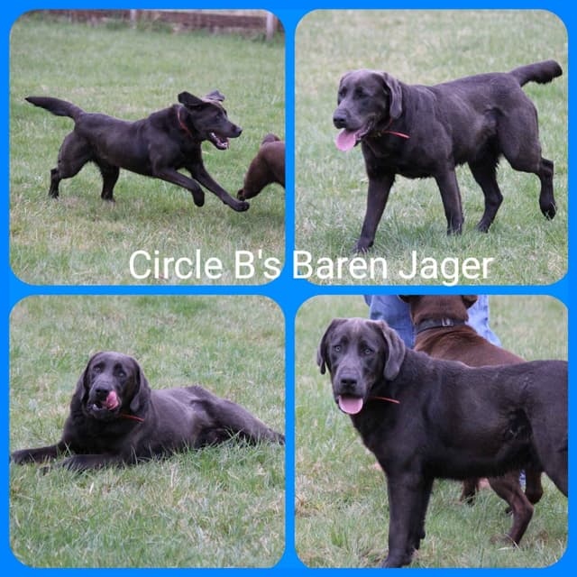 Labrador Retriever Puppies media 8