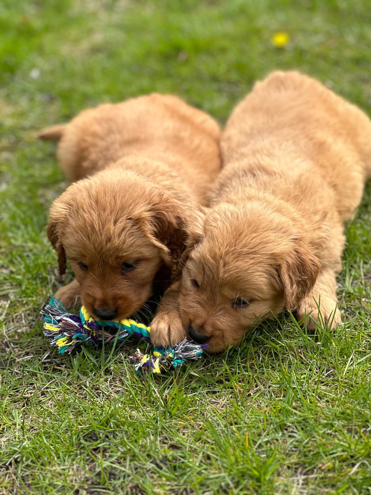 Golden Retriever Puppies breeder image 3