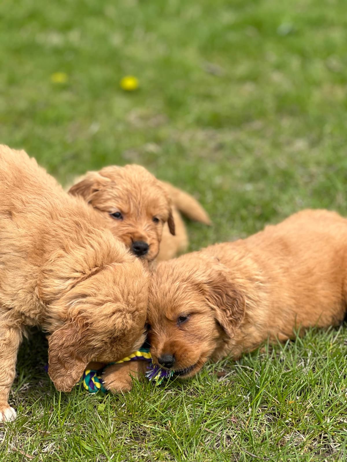 Golden Retriever Puppies breeder image 7