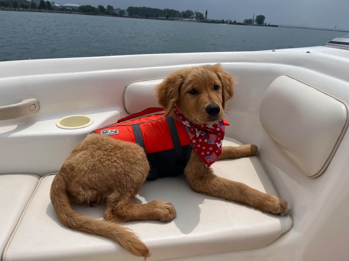Golden Retriever Puppies breeder image 4