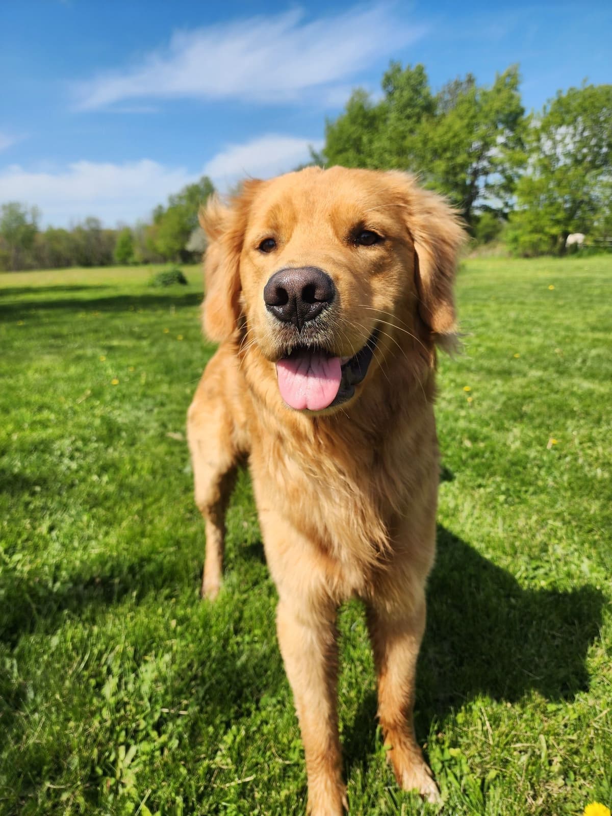 Golden Retriever Puppies breeder image 11