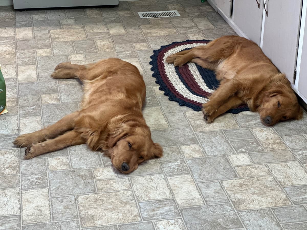 Golden Retriever Puppies breeder image 8
