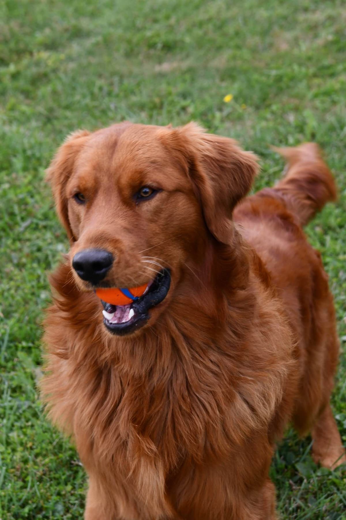 Golden Retriever Puppies breeder image 14