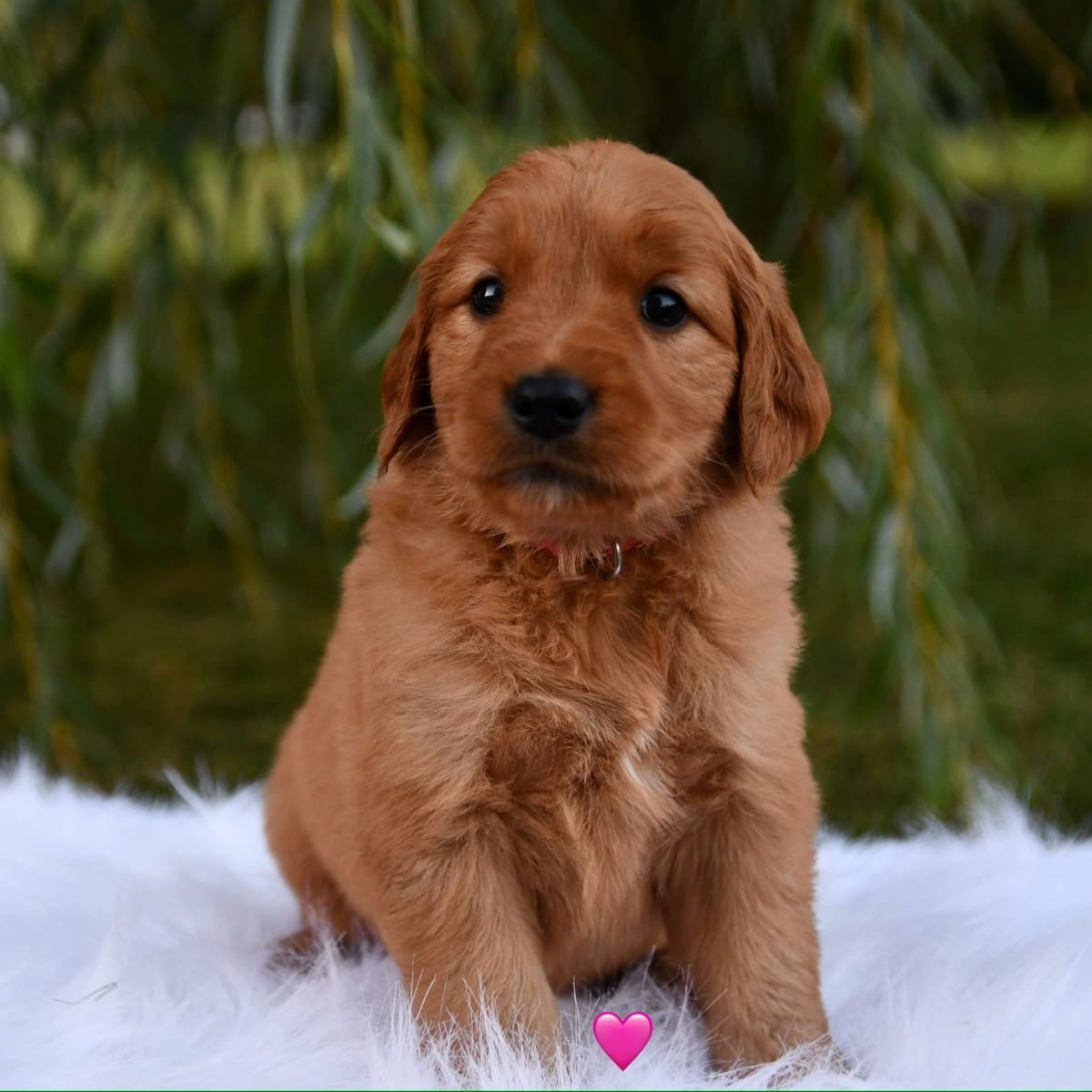 Golden Retriever Puppies breeder image 13
