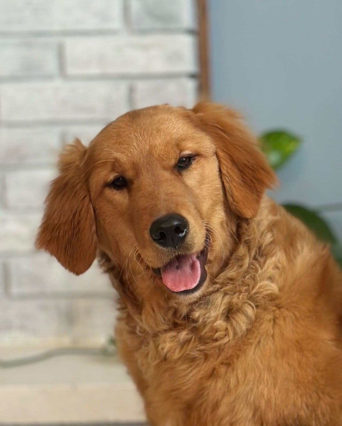 Golden Retriever Puppies breeder image 12