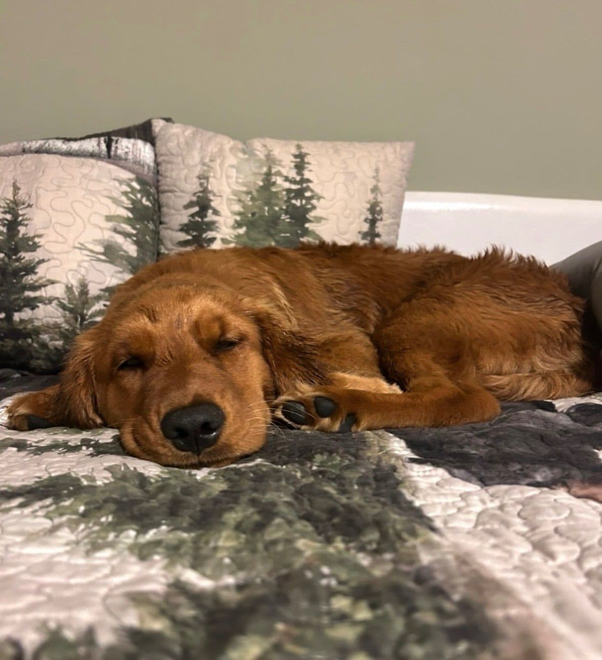 Golden Retriever Puppies breeder image 5