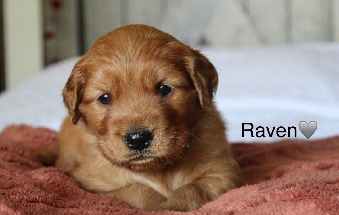 Golden Retriever Puppies breeder image 15