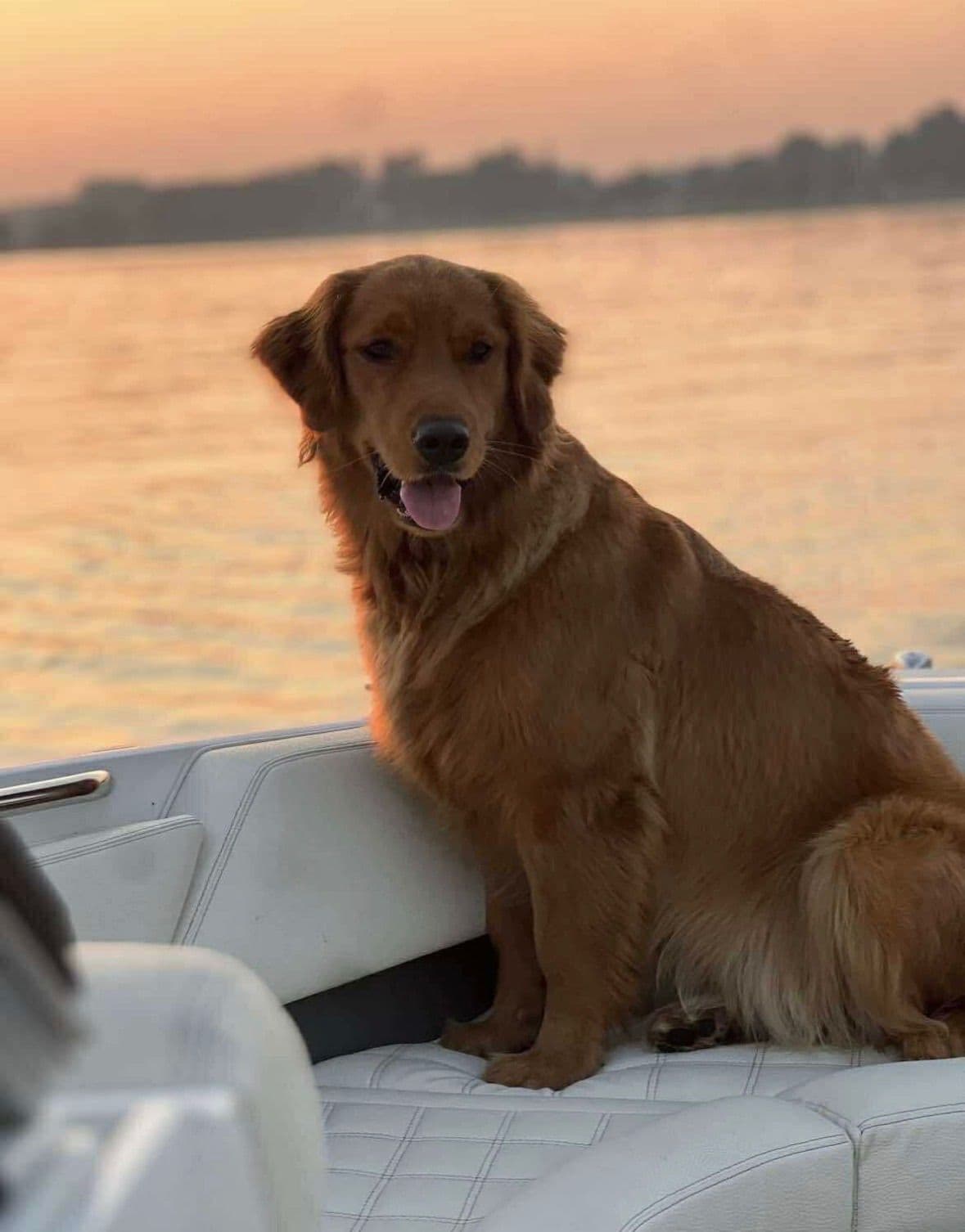 Golden Retriever Puppies breeder image 1