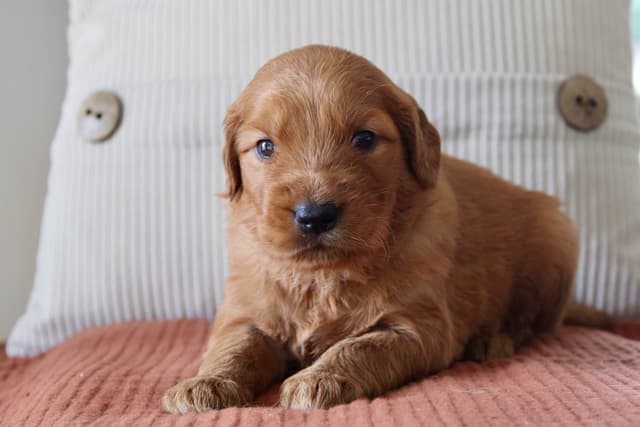 Golden Retriever Puppies media 11