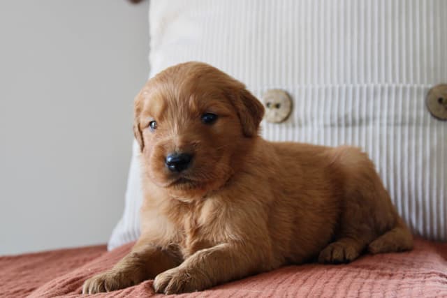 Golden Retriever Puppies media 10