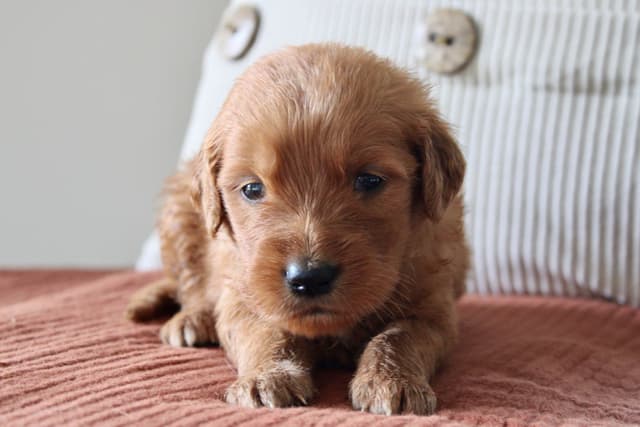 Golden Retriever Puppies media 12