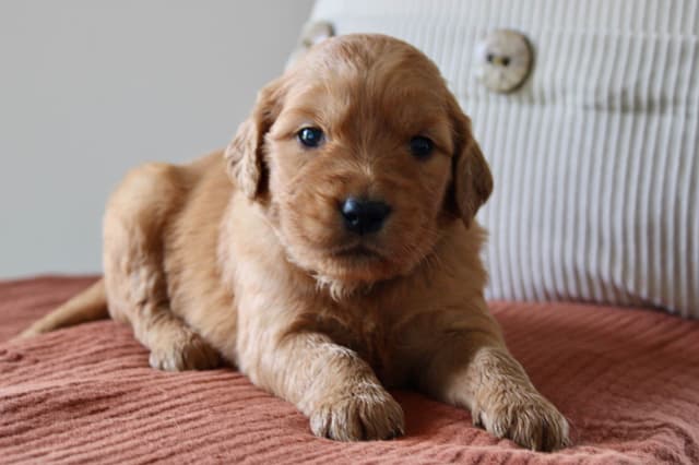 Golden Retriever Puppies media 13