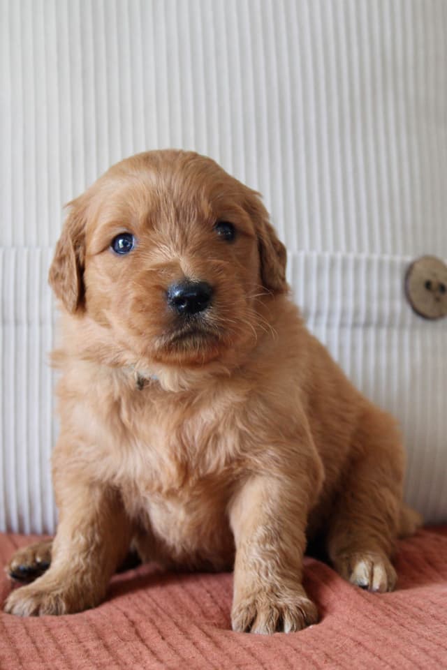 Golden Retriever Puppies media 15