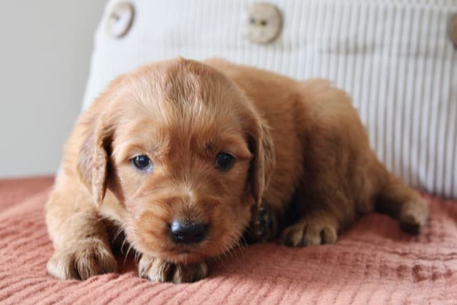 Golden Retriever Puppies media 14