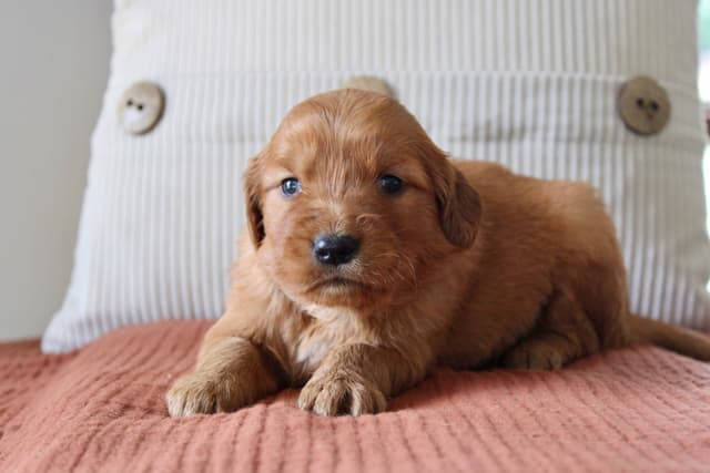 Golden Retriever Puppies media 16